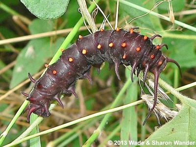 Pipevine Swallowtail caterpillar