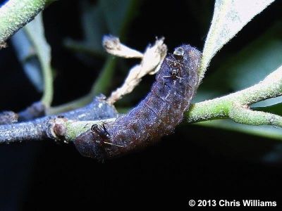 Edwards' Hairstreak caterpillar