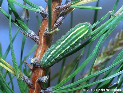 Eastern Pine Elfin caterpillar