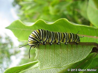 Monarch caterpillar