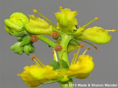 Giant Swallowtail eggs