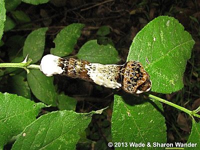 Giant Swallowtail caterpillar