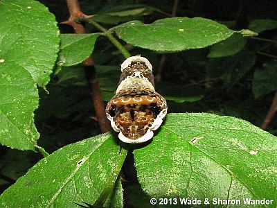 Giant Swallowtail caterpillar