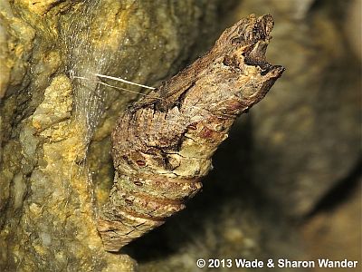 Giant Swallowtail pupa