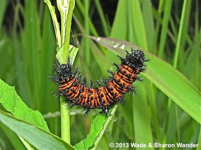 Baltimore Checkerspot caterpillar