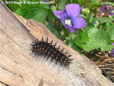 Great Spangled Fritillary caterpillar