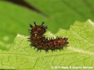 Gray Comma caterpillar