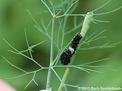 Black Swallowtail caterpillar