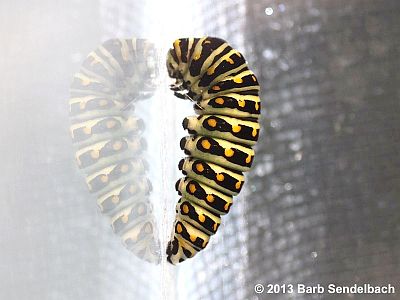 Black Swallowtail caterpillar