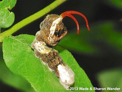 Giant Swallowtail caterpillar showing osmeterium