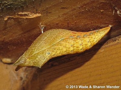 Spicebush Swallowtail pupa