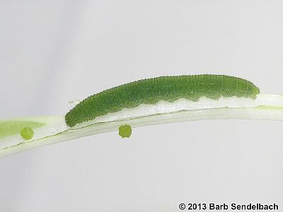 Cabbage White caterpillar