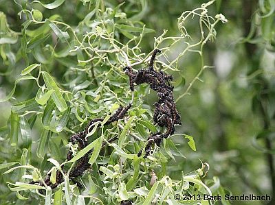 Mourning Cloak caterpillars