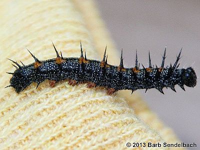 Mourning Cloak caterpillar