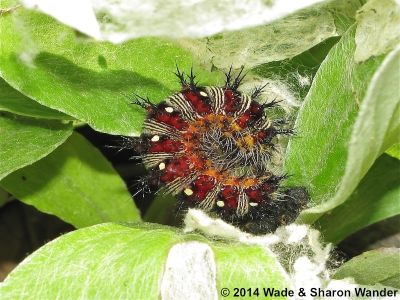 American Lady caterpillar