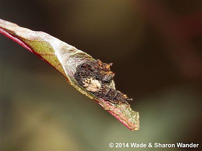 Red-spotted Purple Larva