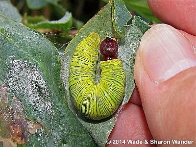 Silver-spotted Skipper caterpillar