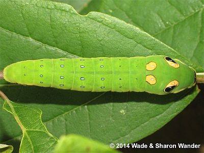 Spicebush Swallowtail caterpillar