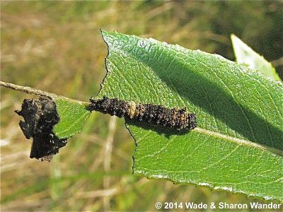 Viceroy caterpillar