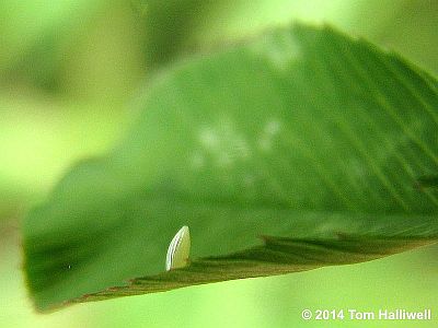 Clouded Sulphur Egg