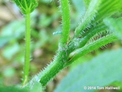 Eastern Comma eggs