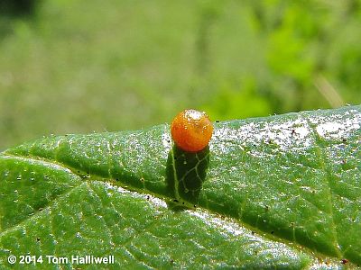 Giant Swallowtail egg