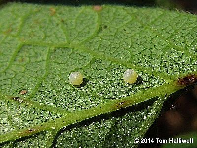 Hoary Edge eggs