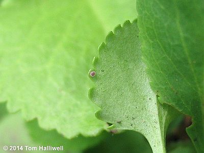 Northern Metalmark egg