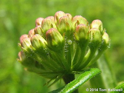 Monarch egg