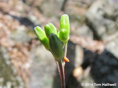 Falcate Orangetip egg