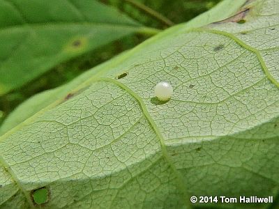 Spicebush Swallowtail egg