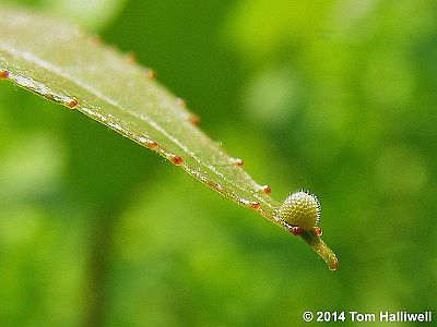 Viceroy egg