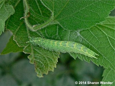 Hackberry Emperor caterpillar