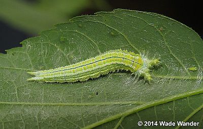 Tawny Emperor caterpillar