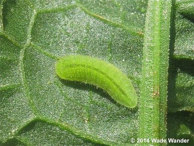 Bronze Copper caterpillar