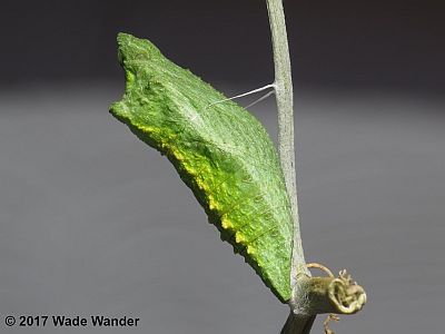 Black Swallowtail pupa