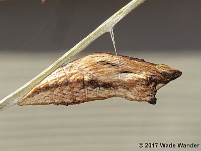 Black Swallowtail pupa