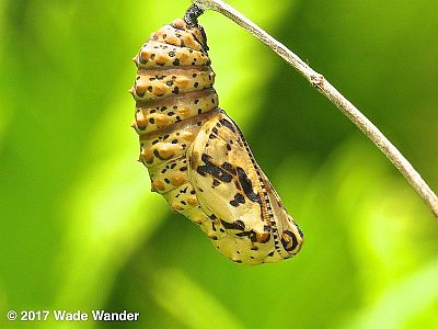 Baltimore Checkerspot chrysalis