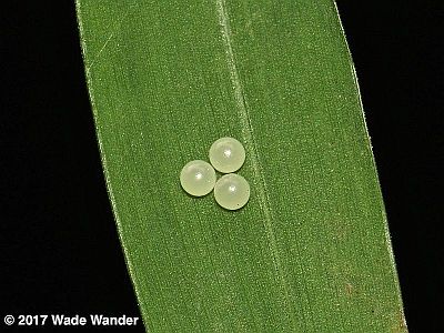 Egg on Japanese Stiltgrass