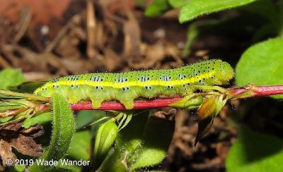 Cloudless Sulphur Caterpillar