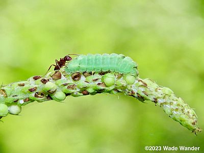 Appalachian Azure caterpillar