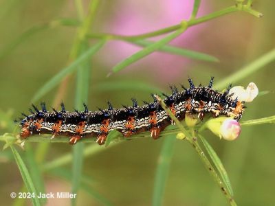 Common Buckeye caterpillar