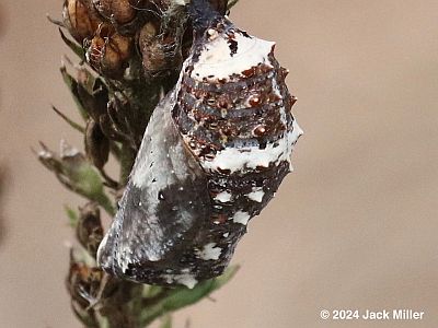 Common Buckeye chrysalis