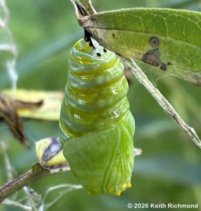 Monarch chrysalis