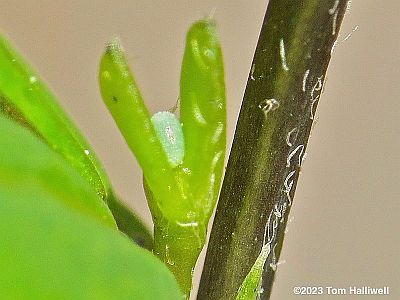 Frosted Elfin egg