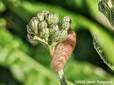 Gray Hairstreak Larva