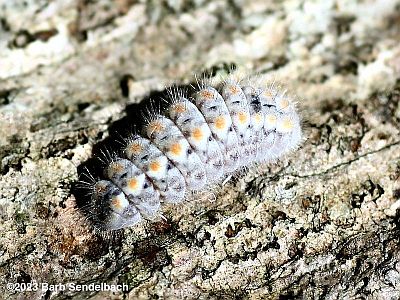 Harvester Caterpillar