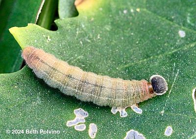 Hayhurst's Scallopwing Caterpillar