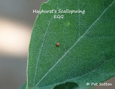 Hayhurst's Scallopwing Egg