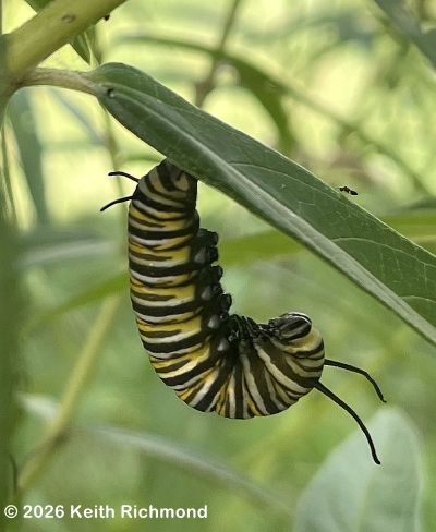 Monarch caterpillar